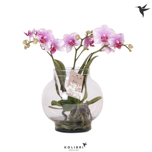 Kolibri Orchids Phalaenopsis Roots pink in glas bowl transparant
