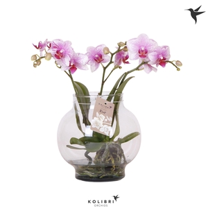Kolibri Orchids Phalaenopsis Roots pink in glas bowl transparant