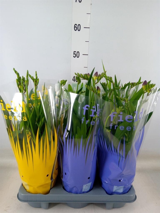 <h4>Freesia   ...</h4>