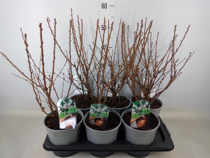 <h4>Prunus tomentosa</h4>