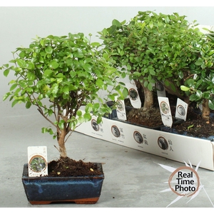 BONSAI GEM