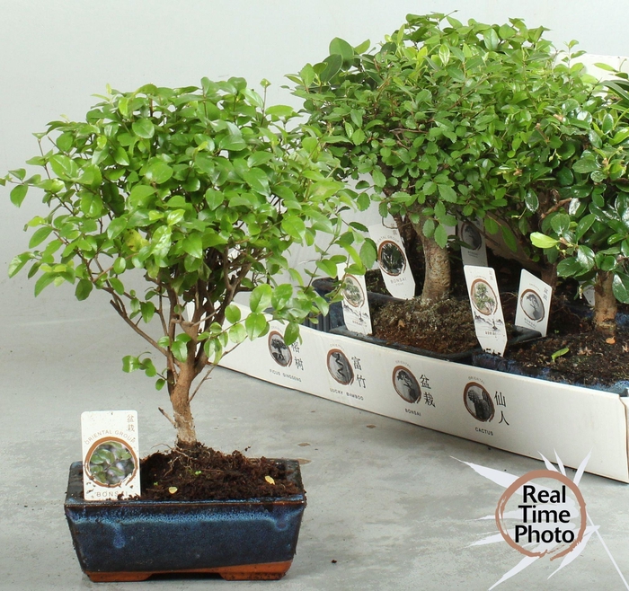 <h4>BONSAI GEM</h4>