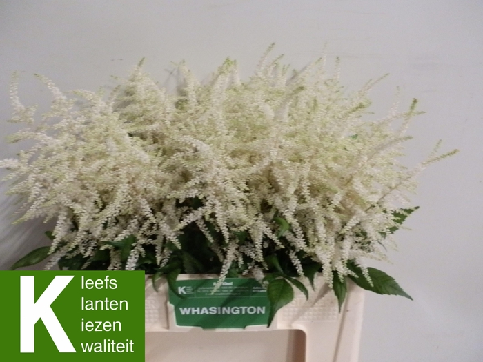 <h4>ASTIL JA WASHINGTON</h4>