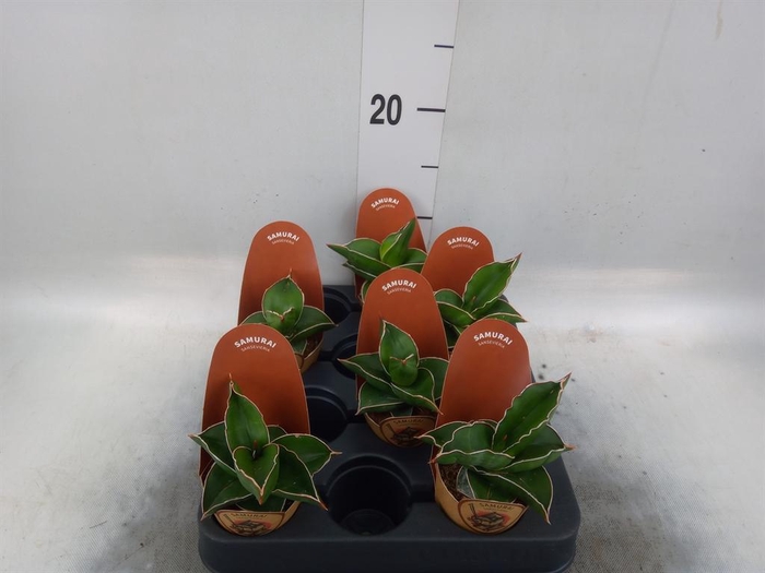 <h4>Sansevieria cyl.  ...</h4>