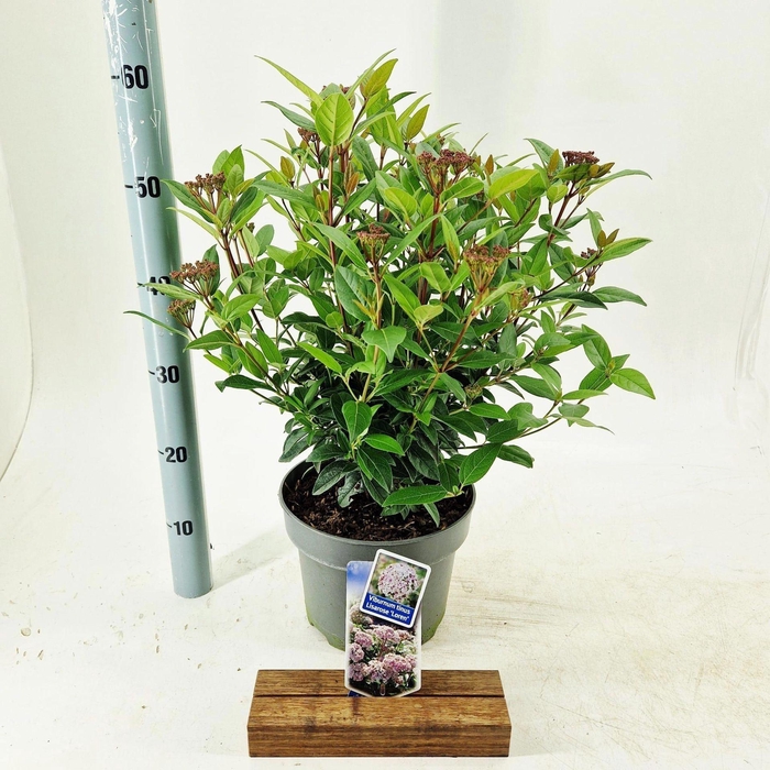 <h4>Viburnum tinus</h4>