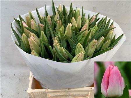 <h4>Tu En Dynasty</h4>