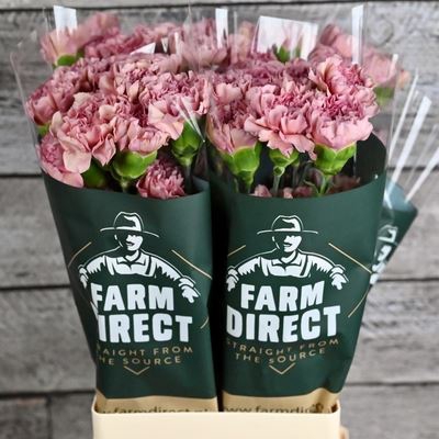 <h4>Dianthus ST 'Lege'</h4>