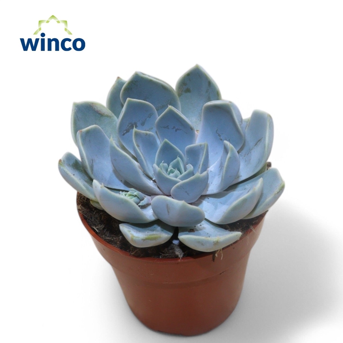 <h4>Echeveria Snowbunny</h4>