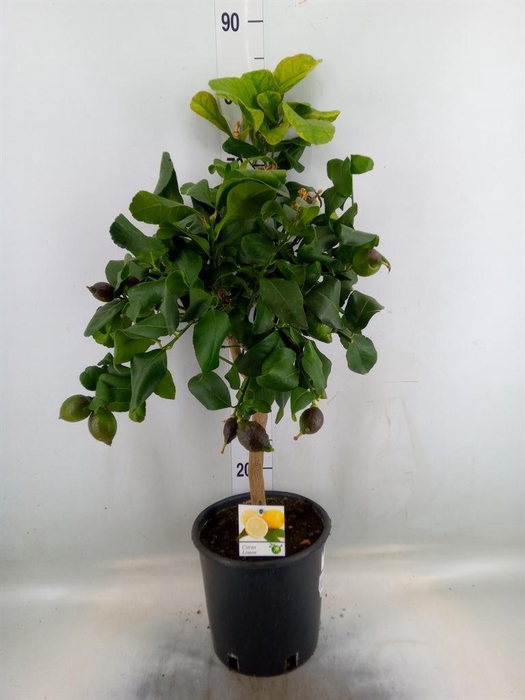 <h4>Citrus   ...</h4>