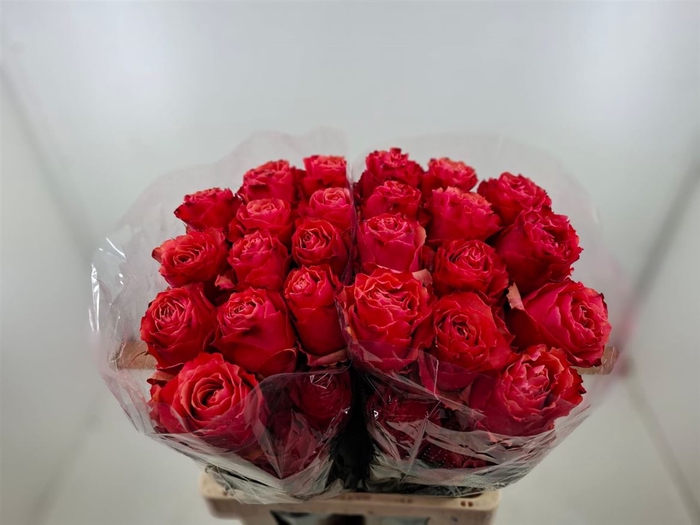 <h4>R Gr Cherry Carpe Diem Ll</h4>