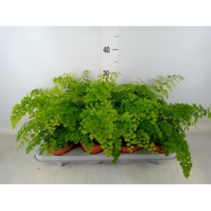 Adiantum raddi. 'Fragrans'