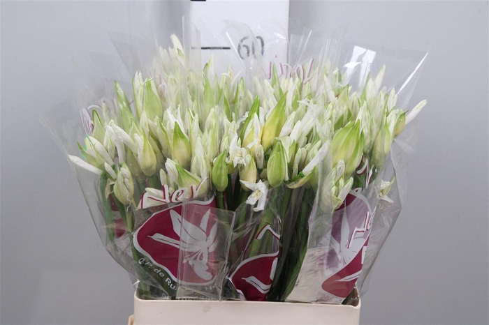 <h4>Ne Bo Bianca Perla</h4>