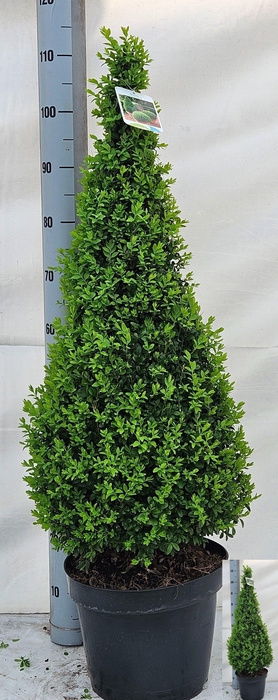 <h4>BUXU SE PYRAMIDALIS</h4>