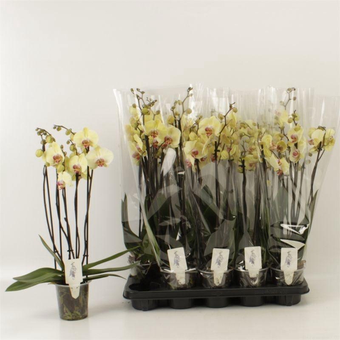 <h4>PHAL DESERT BREEZE</h4>