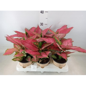 Aglaonema   ...