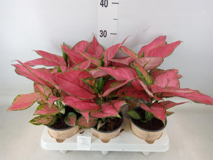 <h4>Aglaonema ...</h4>