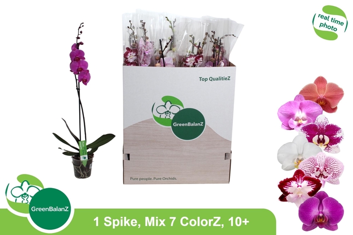 <h4>PHAL GEM 7 KL</h4>