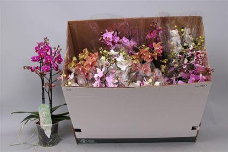 <h4>Phal Mf Gem 8 Kl</h4>