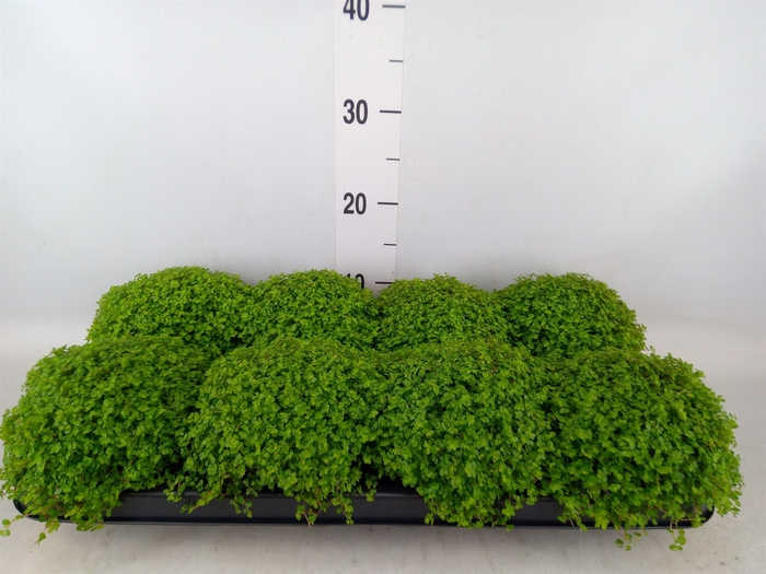 <h4>Soleirolia soleirolii   ...green</h4>