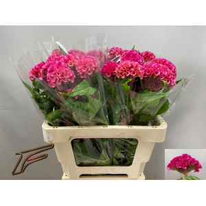 CEL C ROSE DELIGHT