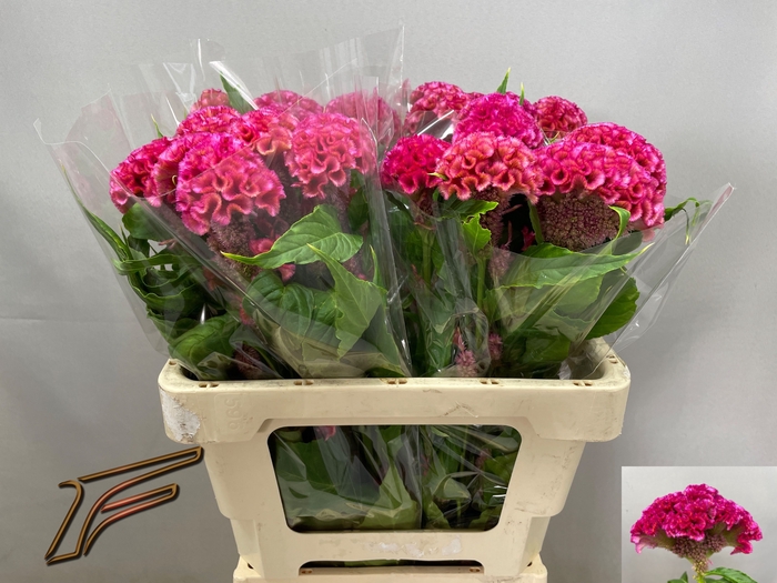 <h4>CEL C ROSE DELIGHT</h4>