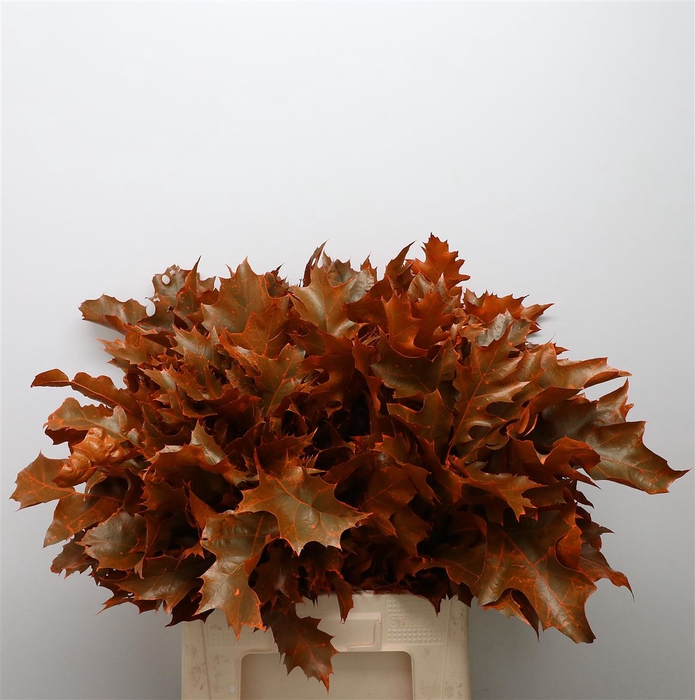 <h4>Quercus Rubra Orange</h4>