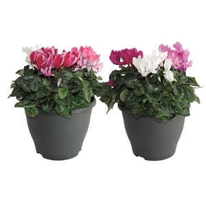 Cyclamen Super Serie Carnaval Patiopot 19 cm