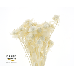 Dried Bleached Carthamus