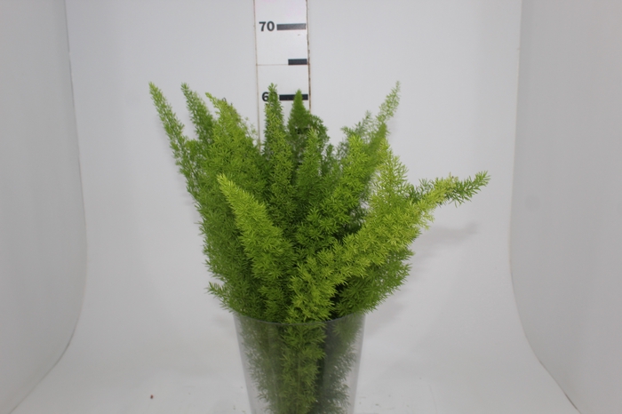 <h4>FOLHAGEM ASPARGO REAL</h4>