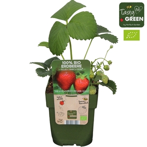 Fragaria x ananassa 'Korona' Bio P13