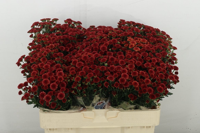 <h4>Chr S Mad Tyolo Red</h4>