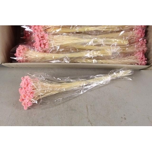 DF Hill Fl. Bs L.Pink 100g poly