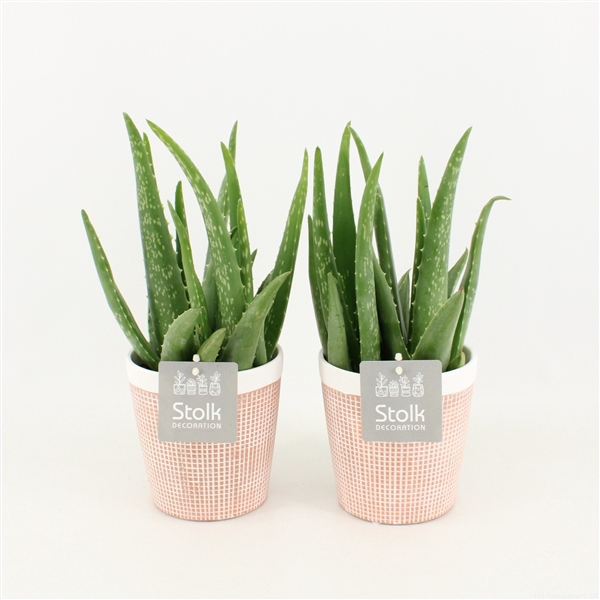 <h4>Aloe Vera in Terracotta Pot</h4>