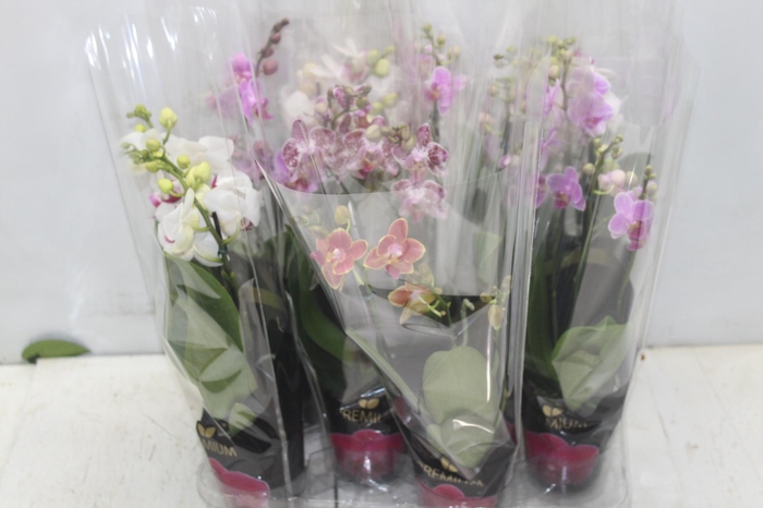 <h4>PHALAENOPSIS MINI P09 3 HT PREMIUM</h4>