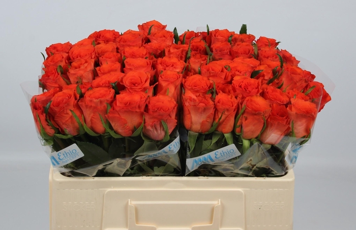 <h4>R GR GARFIELD+</h4>