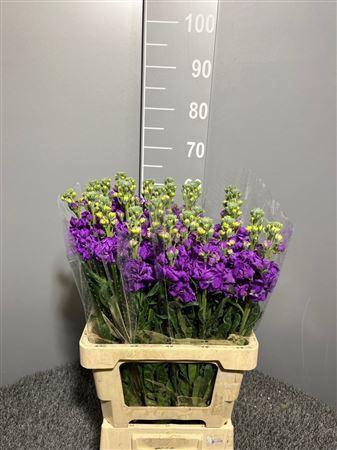 <h4>Matth Iron Purple</h4>