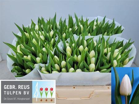 <h4>Tu En White Prince</h4>