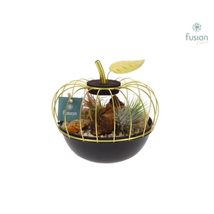 Appel metaal goudzwart Small met Tillandsia Air Plants