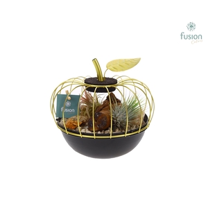 Metaal appel goudzwart Small met Tillandsia Air Plants