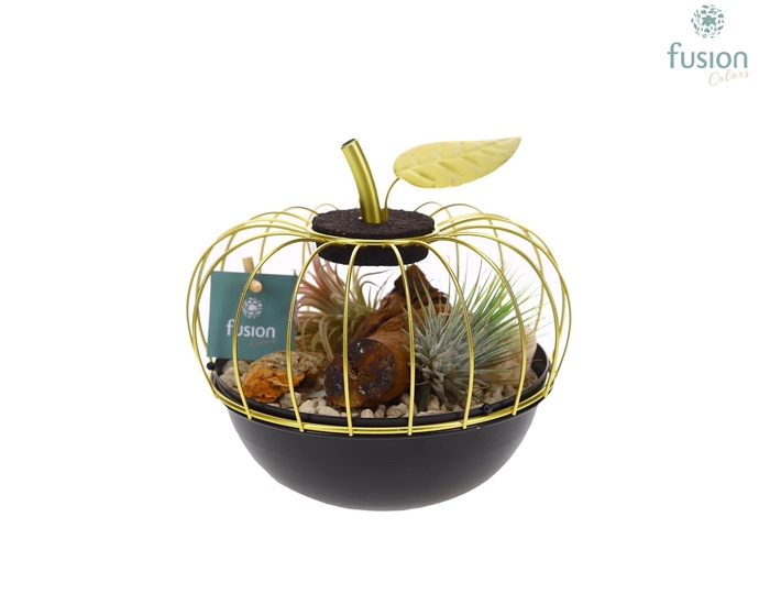 <h4>Appel metaal goudzwart Small met Tillandsia Air Plants</h4>