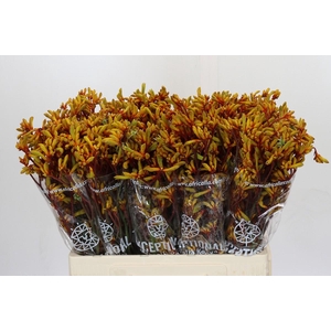 Anigozanthos Gold Fever