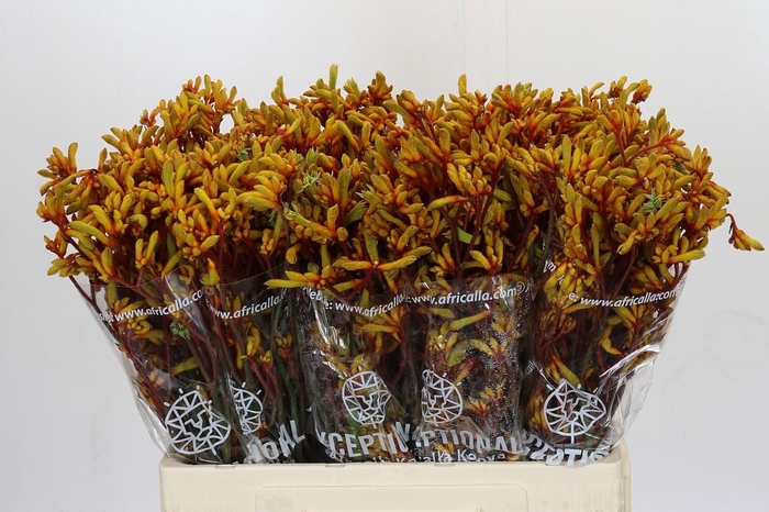 <h4>Kangaroo Paw Gold Fever</h4>