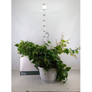 Hedera helix 'Mein Herz'