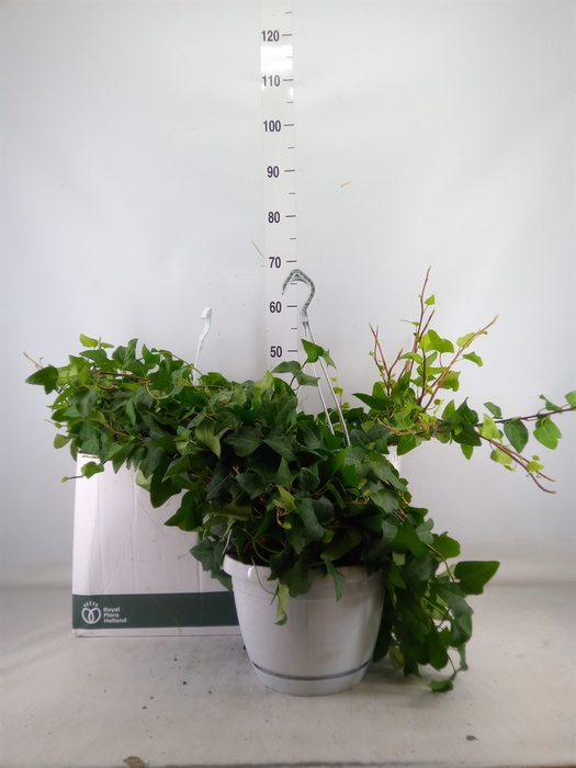 <h4>Hedera helix 'Mein Herz'</h4>