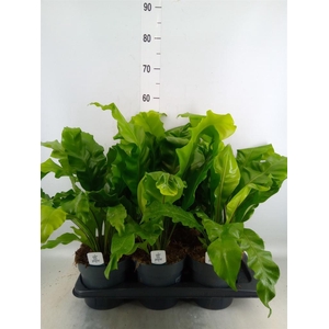 Asplenium nidus