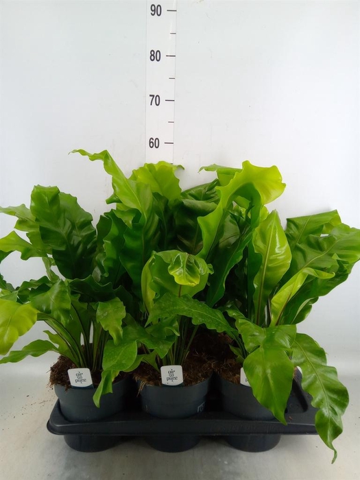 <h4>Asplenium nidus</h4>