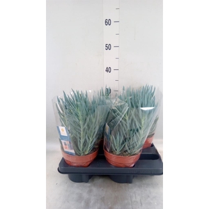 Curio ficoides 'Blues'