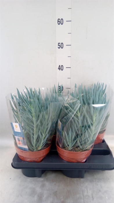 <h4>Curio ficoides 'Blues'</h4>