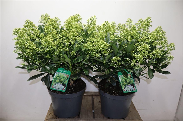 <h4>Skim J Finchy</h4>