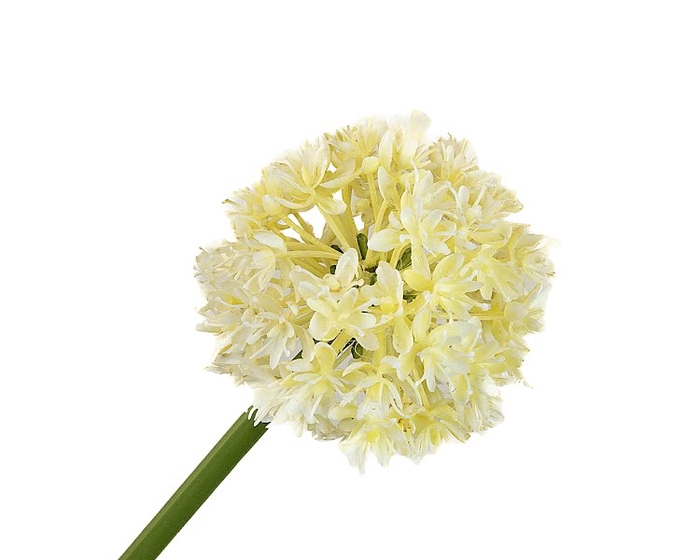 Allium White